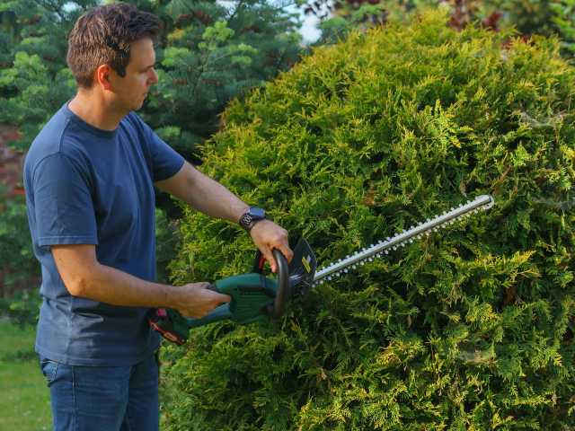 Hardnekkige struiken